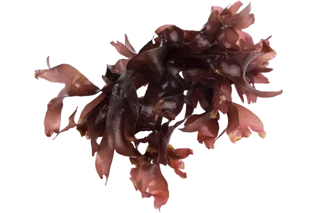 Dulse zeewier (vers) 40gr stuk